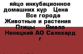 яйцо инкубационное домашних кур › Цена ­ 25 - Все города Животные и растения » Птицы   . Ямало-Ненецкий АО,Салехард г.